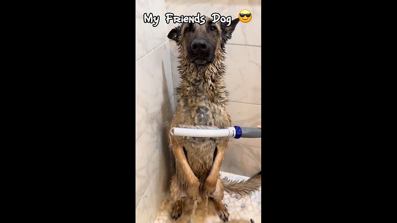 My friends dog-vs my Dog