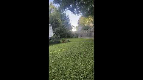 Momma Skunk in the Live Trap!