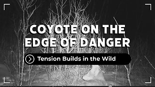Coyote On Edge