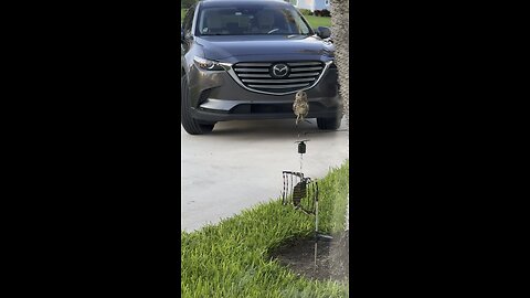 Baby Burrowing Owls Day 84 Out | 4K