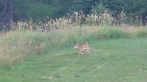 baby deer