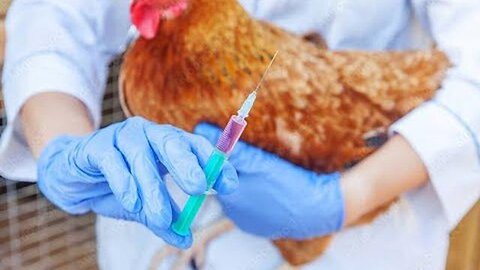 "Understanding Bird Flu Egg Contamination: Need for More mRNA Vaccines, Experts Say"
