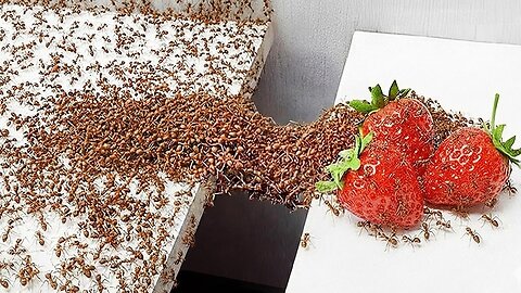 1,000 Ants vs. Obstacles