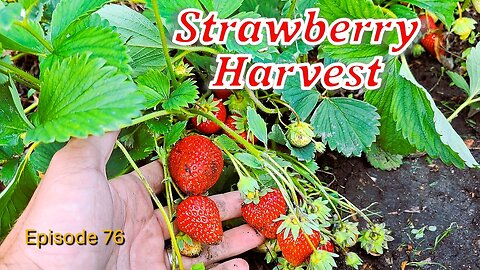 Strawberry harvest