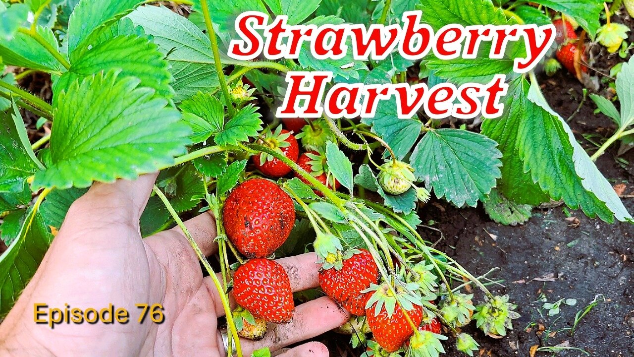 Strawberry harvest