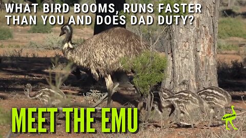 5 Fun Facts About Emus – Australia’s Flightless Wonder #wildlifefacts #animallovers