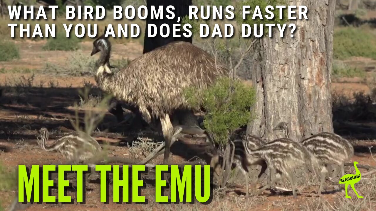 5 Fun Facts About Emus – Australia’s Flightless Wonder #wildlifefacts #animallovers