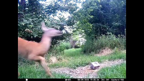 Deer Cam 08-09-2025 Doe Spooked Game Cam Trail Cam