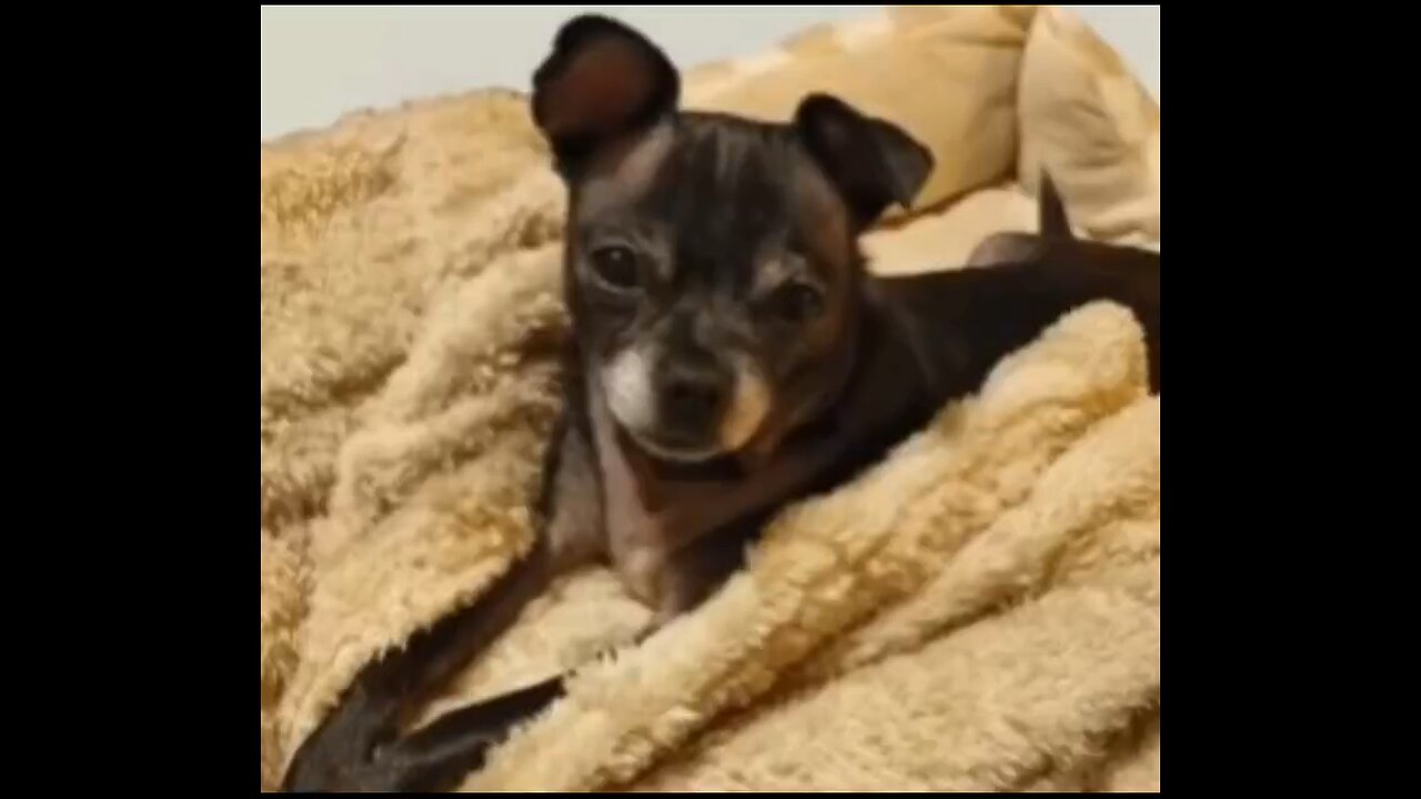 Lola the Chug