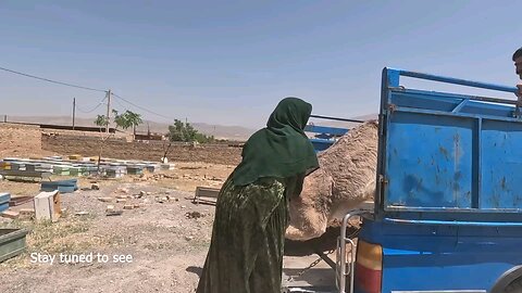 🎉 Video Title: A Glimpse into Nomadic Life: From Carpet Washing to Migration 🌟 Quality: 1080p60 ✨