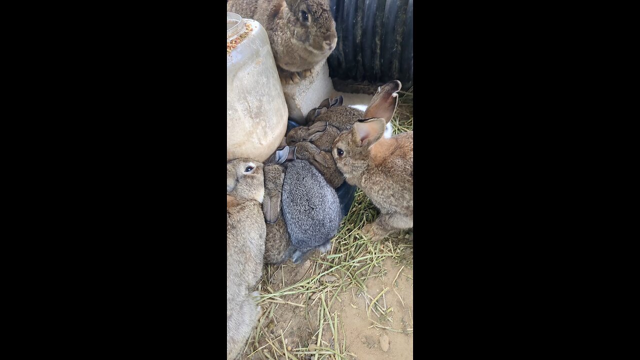 conejitos aprendiendo a comer