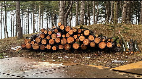 Bergen aan Zee Noord Hollands duinreservaat worden er 13000 bomen gekapt of nog veel meer?