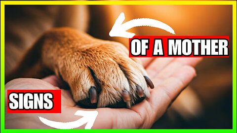 Does Your Dog See You as a Mother? 11 Signs That Don’t Lie!