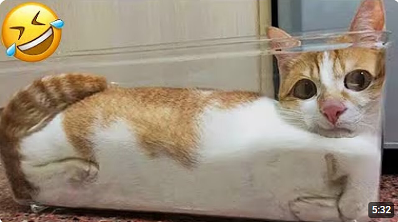 Cats are CRAZY and Hilarious 😹 Funny Cat videos 2025