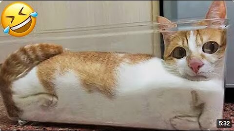 Cats are CRAZY and Hilarious 😹 Funny Cat videos 2025
