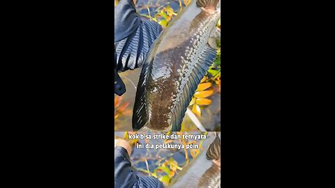 fishing emperor micropeltes