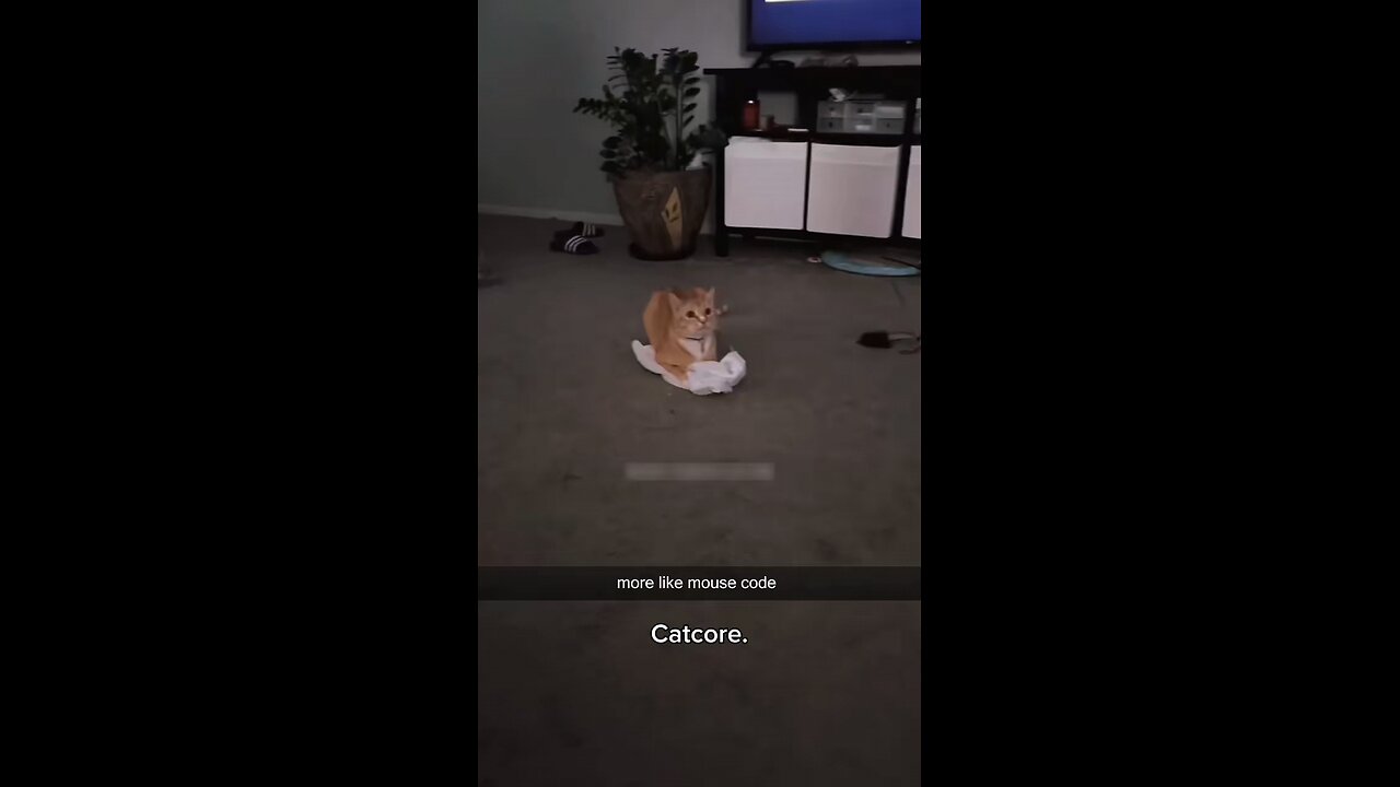 funny cats