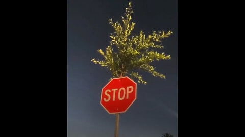 Un árbol crece a través de una señal de stop