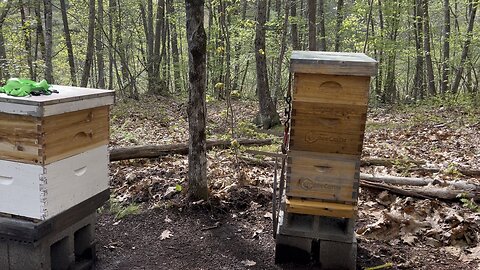 Bees check in 07May25