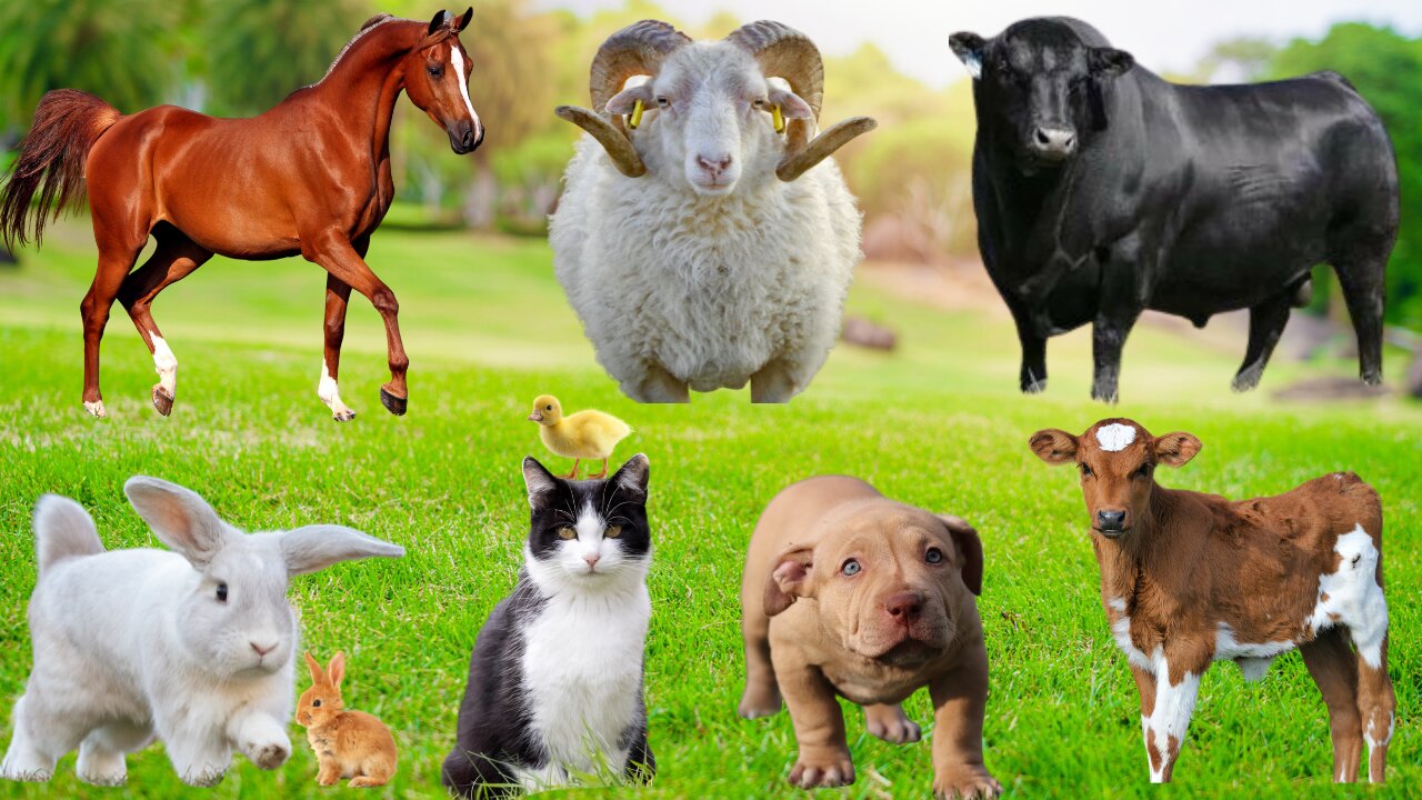 Farm Animal Benefits : Cow, Goat, Sheep, Horse, Cat, Duck, Pig & Rabbit – Educational Animal Video