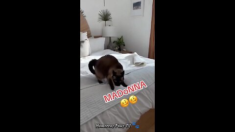 Tiny Tumult: Pocket-sized Pranks! 🐾😂