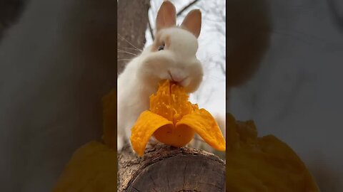 Little rabbit eats mango and is cute. Rabbit. Little cute little rabbit in the countryside.