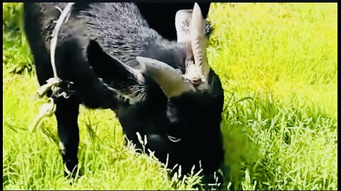 A gentle big goat |goat