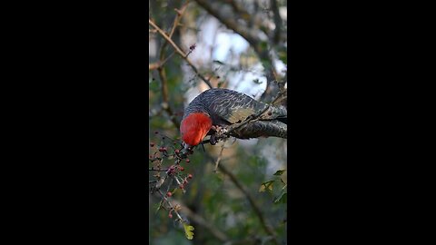 beautiful parrot 🦜🐦🦜🐦🦜🐦