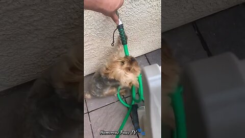 Funny animals 2024😂- Funniest Cats and Dogs Video😹🐶 #38