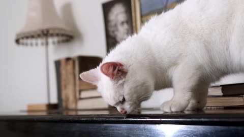 Cute Animal Ep91