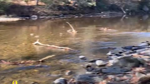 WOULD YOU HAVE CROSSED TO SEE THE SUMMIT?