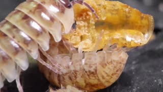 😂🦐 You Won't Believe What This Shrimp Does Next! | FunFM