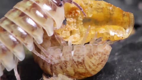 😂🦐 You Won't Believe What This Shrimp Does Next! | FunFM