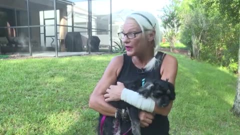 Woman punches alligator to save dog