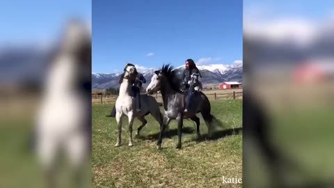 Animals