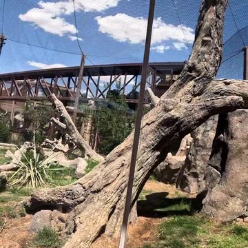 Jaguar at El Paso Zoo in Texas