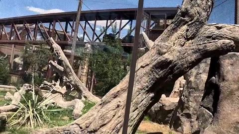 Jaguar at El Paso Zoo in Texas