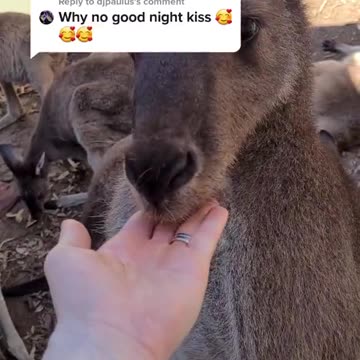 Kangaroo diaries only in Australia 🇦🇺