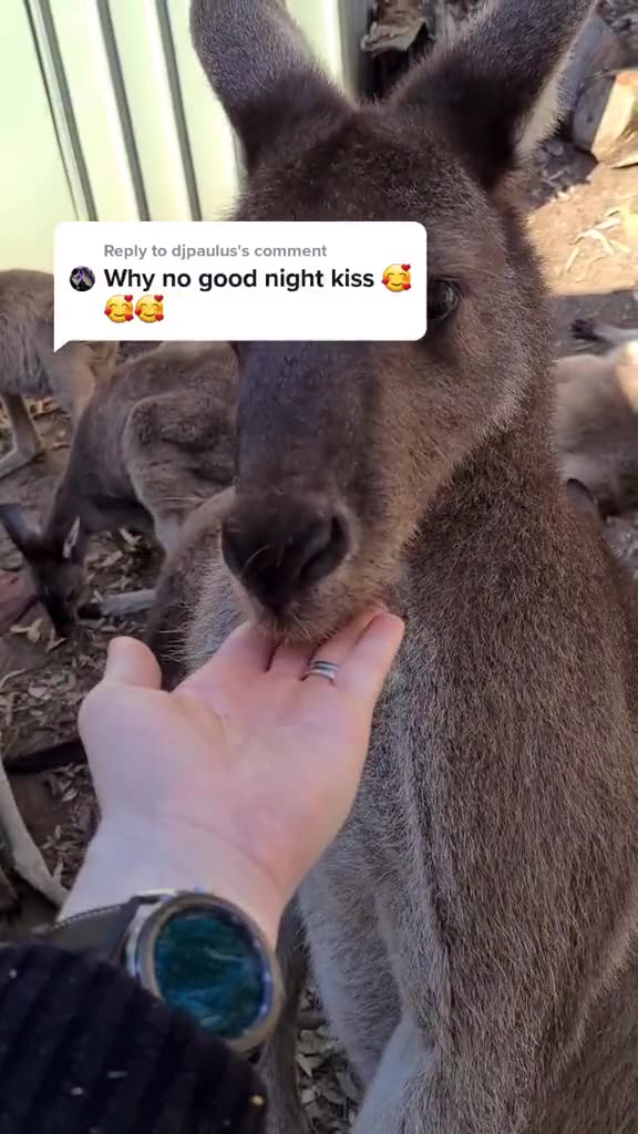 Kangaroo diaries only in Australia 🇦🇺