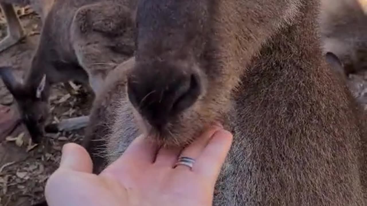 Kangaroo diaries only in Australia 🇦🇺
