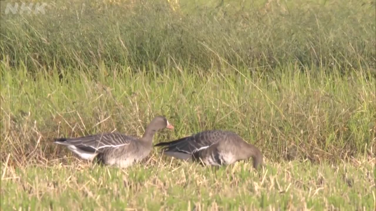さわやか自然百景 宍道湖 秋から冬