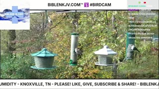 BIBLENKJV.COM™ 🛐 10/29/2025 #LIVE #BIRDCAM #WEATHER