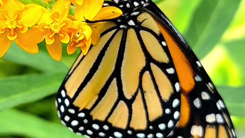 Monarch Butterfly Release July 2025