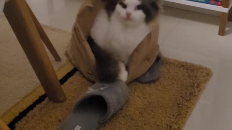 😹💀 The Funniest Cat Fail Will Make Your Day Better! | FunFM