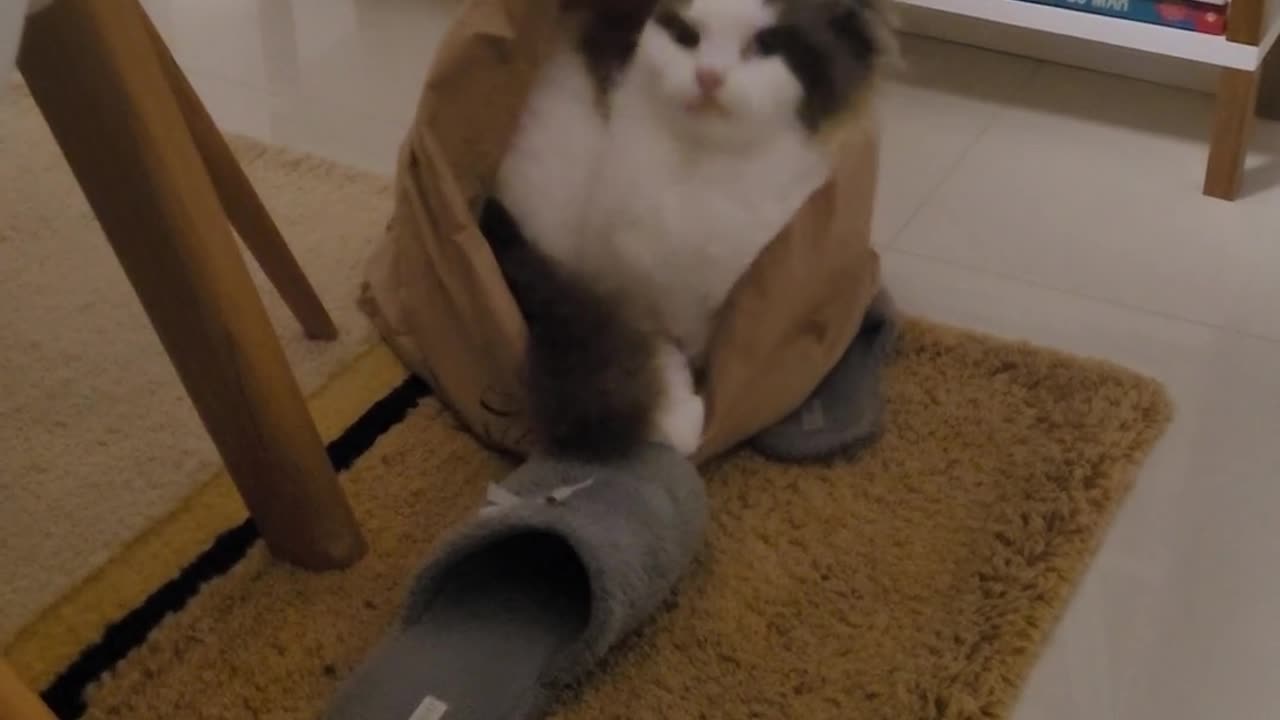 😹💀 The Funniest Cat Fail Will Make Your Day Better! | FunFM