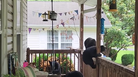 Mama Bear and Cubs Visit Front Porch