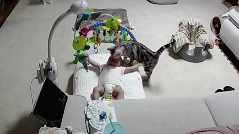 Funny cats