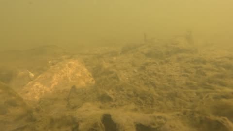 Short underwater video
