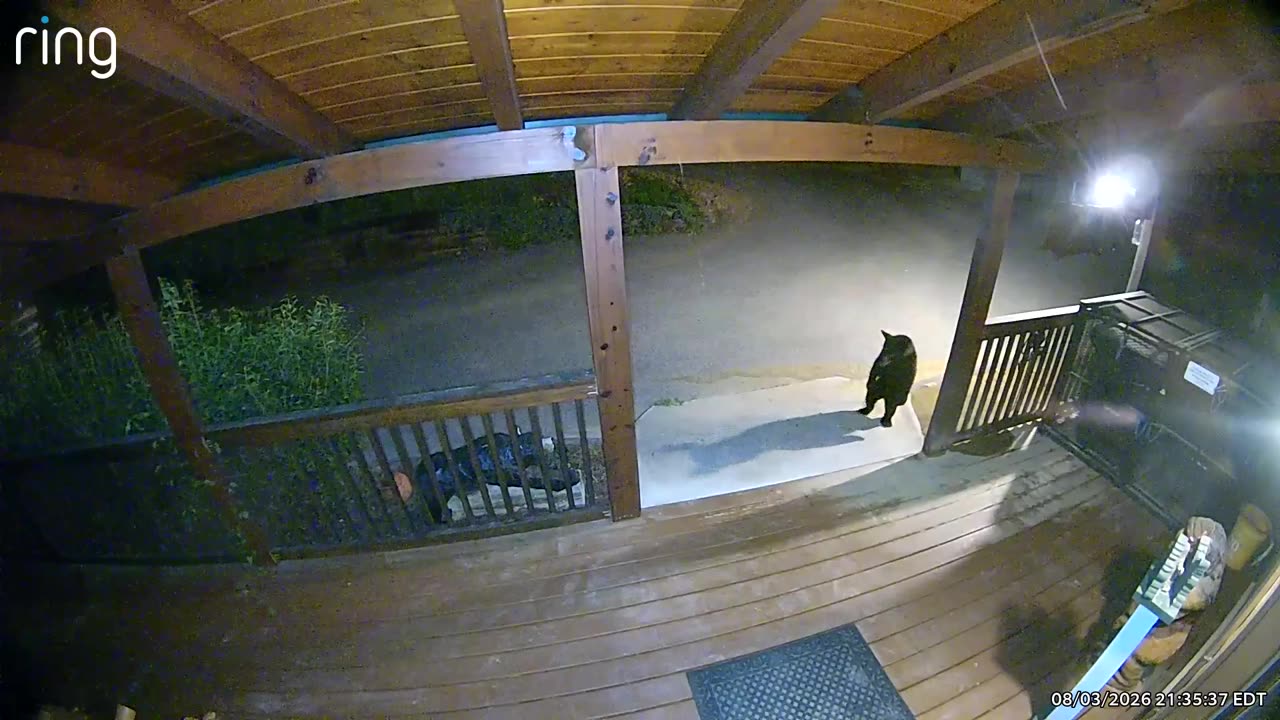 Cub Gets Frightened by It's Own Shadow thumbnail