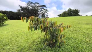 Check Out My Organic Fruit Orchard!